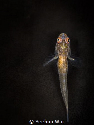 A whip goby resting on coral. by Yeehoo Wai 